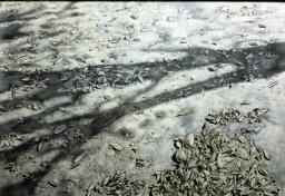 「秋の光」千葉旺玄展